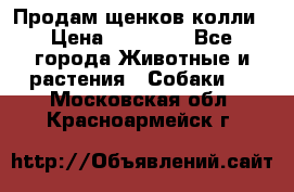 Продам щенков колли › Цена ­ 15 000 - Все города Животные и растения » Собаки   . Московская обл.,Красноармейск г.